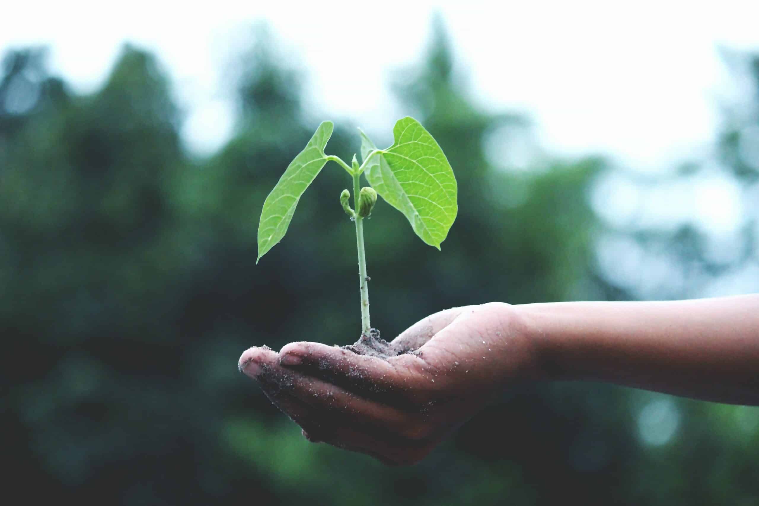 Une image en gros plan montre la main d'un homme tenant une petite plante avec des feuilles vertes, sur un arrière-plan flou.